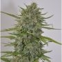 Zamaldelica Ace Auto Feminized Marijuana Strain by Ace Seeds For Sale Online at Cannabis Seeds Outlet