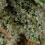 Zamaldelica Ace Auto Feminized by Ace Seeds THC Content Potency Strength CBD Height Yield Flowering Time Indica Sativa Genetics