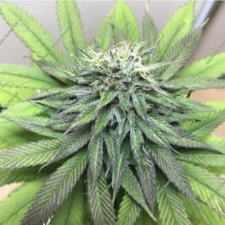 San Fernando OG Kush Feminized Marijuana Strain by Professor Trichome For Sale Online at Cannabis Seeds Outlet