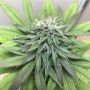 San Fernando OG Kush Feminized Marijuana Strain by Professor Trichome For Sale Online at Cannabis Seeds Outlet
