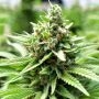 Sol Mate Auto Feminized Marijuana Strain by Humboldt Seed Company For Sale Online at Cannabis Seeds Outlet