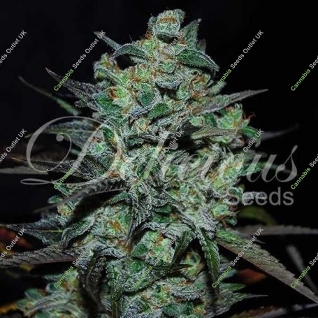 N. L. Blue Free THC Feminized Marijuana Strain by Delicious Seeds For Sale Online at Cannabis Seeds Outlet