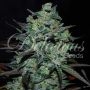 N. L. Blue Free THC Feminized Marijuana Strain by Delicious Seeds For Sale Online at Cannabis Seeds Outlet