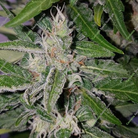 American Stafford Auto Feminized Marijuana Strain by Kera Seeds For Sale Online at Cannabis Seeds Outlet