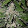 American Stafford Auto Feminized Marijuana Strain by Kera Seeds For Sale Online at Cannabis Seeds Outlet