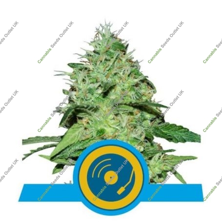 Joannes CBD Feminized Marijuana Strain by Royal Queen Seeds For Sale Online at Cannabis Seeds Outlet