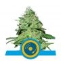 Joannes CBD Feminized Marijuana Strain by Royal Queen Seeds For Sale Online at Cannabis Seeds Outlet