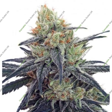 CBD Number 1 Ace Feminized Marijuana Strain by Ace Seeds For Sale Online at Cannabis Seeds Outlet