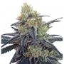 CBD Number 1 Ace Feminized Marijuana Strain by Ace Seeds For Sale Online at Cannabis Seeds Outlet