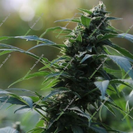 CBG Nectar Marijuana Strain by Original Sensible Seeds For Sale Online at Cannabis Seeds Outlet