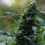 CBG Nectar Marijuana Strain by Original Sensible Seeds For Sale Online at Cannabis Seeds Outlet