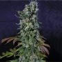 Tortuga Pilchards Feminized Marijuana Strain by Pilchards Caviar Bodega For Sale Online at Cannabis Seeds Outlet