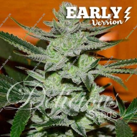 Unknown Kush Fast V Feminized Marijuana Strain by Delicious Seeds For Sale Online at Cannabis Seeds Outlet