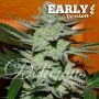 Unknown Kush Fast V Feminized Marijuana Strain by Delicious Seeds For Sale Online at Cannabis Seeds Outlet