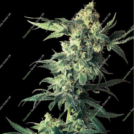 Northern Lights Feminized Marijuana Strain by White Label For Sale Online at Cannabis Seeds Outlet