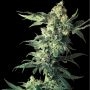 Northern Lights Feminized Marijuana Strain by White Label For Sale Online at Cannabis Seeds Outlet
