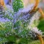 Northern Lights Feminized by White Label THC Content Potency Strength CBD Height Yield Flowering Time Indica Sativa Genetics