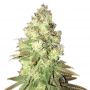 Chem Dog Female Outlet Cannabis Seeds