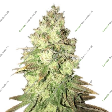 Chem Dog Feminized Marijuana Strain by Our Own Weed Breeders For Sale Online at Cannabis Seeds Outlet