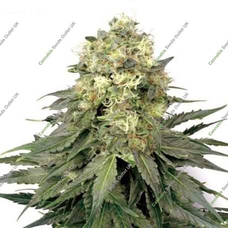 Chem Dog Crack Feminized Marijuana Strain by Our Own Weed Breeders For Sale Online at Cannabis Seeds Outlet