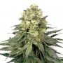 Chem Dog Crack Feminized Marijuana Strain by Our Own Weed Breeders For Sale Online at Cannabis Seeds Outlet
