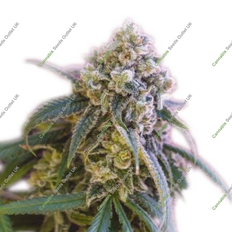 Mango Crack Feminized Marijuana Strain by Our Own Weed Breeders For Sale Online at Cannabis Seeds Outlet
