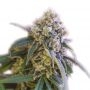 Mango Crack Feminized Marijuana Strain by Our Own Weed Breeders For Sale Online at Cannabis Seeds Outlet
