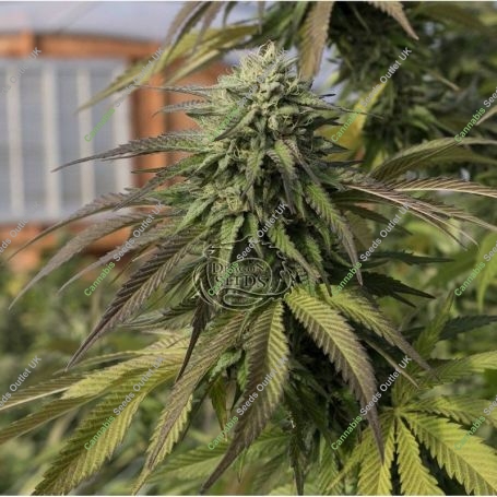 Northern Dragonaut Feminized Marijuana Strain by Dragon Seeds For Sale Online at Cannabis Seeds Outlet