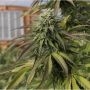 Northern Dragonaut Feminized Marijuana Strain by Dragon Seeds For Sale Online at Cannabis Seeds Outlet