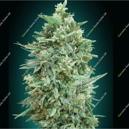 Northern Lights XXL Auto Feminized Marijuana Strain by OO Seeds For Sale Online at Cannabis Seeds Outlet