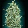 Northern Lights XXL Auto Feminized Marijuana Strain by OO Seeds For Sale Online at Cannabis Seeds Outlet