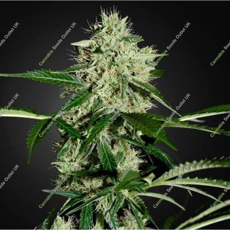 Northern Lights Auto Feminized Marijuana Strain by Seedsman For Sale Online at Cannabis Seeds Outlet