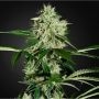 Northern Lights Auto Feminized Marijuana Strain by Seedsman For Sale Online at Cannabis Seeds Outlet