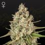 Lost Pearl Feminized Marijuana Strain by Greenhouse Seeds For Sale Online at Cannabis Seeds Outlet