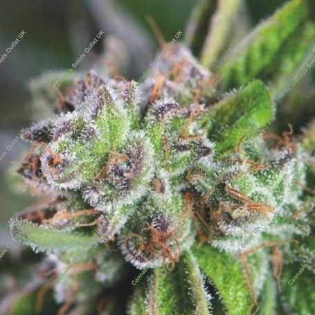 Watermelon Zkittlez Feminized Marijuana Strain by Professor Trichome For Sale Online at Cannabis Seeds Outlet