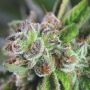 Watermelon Zkittlez Feminized Marijuana Strain by Professor Trichome For Sale Online at Cannabis Seeds Outlet