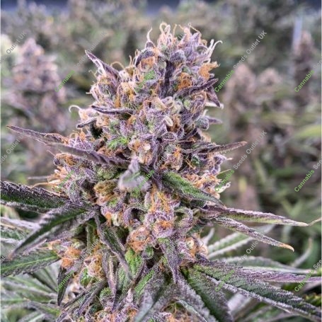 Zkittels Kera Auto Feminized Marijuana Strain by Kera Seeds For Sale Online at Cannabis Seeds Outlet