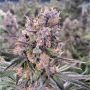 Zkittels Kera Auto Feminized Marijuana Strain by Kera Seeds For Sale Online at Cannabis Seeds Outlet