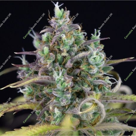 Zkittlez Auto Feminized Marijuana Strain by Seedsman For Sale Online at Cannabis Seeds Outlet
