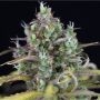 Zkittlez Auto Feminized Marijuana Strain by Seedsman For Sale Online at Cannabis Seeds Outlet
