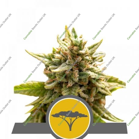 Marula Fruit Regular Marijuana Strain by Royal Queen Seeds For Sale Online at Cannabis Seeds Outlet