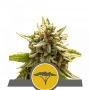 Marula Fruit Regular Marijuana Strain by Royal Queen Seeds For Sale Online at Cannabis Seeds Outlet