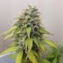 Alaskan Purple Auto Feminized Marijuana Strain by Seedsman For Sale Online at Cannabis Seeds Outlet