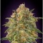 Zkittlez Feminized Marijuana Strain by Advanced Seeds For Sale Online at Cannabis Seeds Outlet
