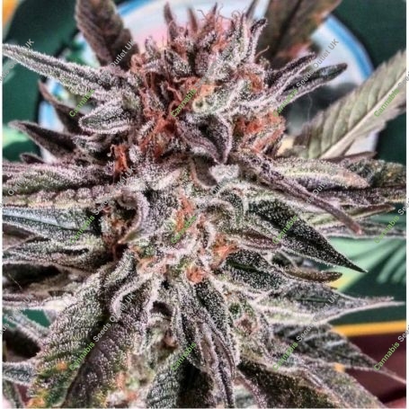 LSD Ultra Feminized Marijuana Strain by BSB Genetics For Sale Online at Cannabis Seeds Outlet