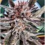 LSD Ultra Feminized Marijuana Strain by BSB Genetics For Sale Online at Cannabis Seeds Outlet