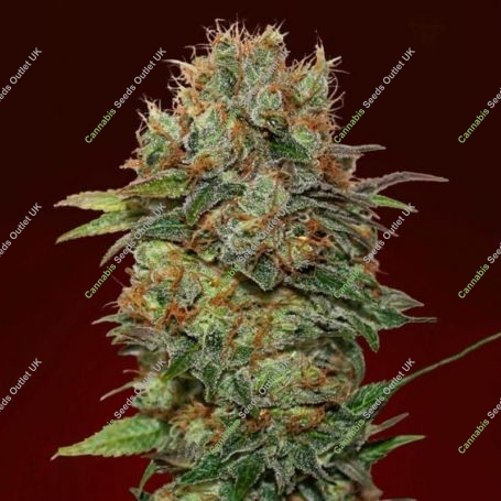 Chocolate Kush Auto Feminized Marijuana Strain by OO Seeds For Sale Online at Cannabis Seeds Outlet