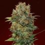 Chocolate Kush Auto Feminized Marijuana Strain by OO Seeds For Sale Online at Cannabis Seeds Outlet