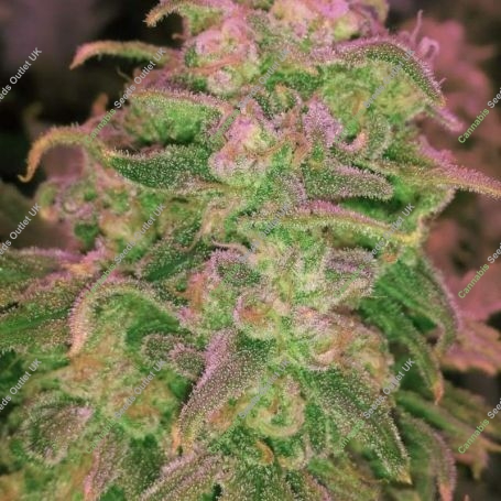 Hawaii Maui Waui Auto Feminized Marijuana Strain by Nirvana For Sale Online at Cannabis Seeds Outlet