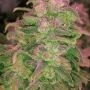 Hawaii Maui Waui Auto Feminized Marijuana Strain by Nirvana For Sale Online at Cannabis Seeds Outlet